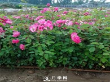 你家月季花要這樣養 一年365天 花開(kāi)不敗