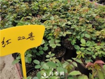 北方封閉陽(yáng)臺能種植樹(shù)狀月季嗎？