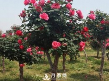 被凍傷的月季葉子要擼光嗎？