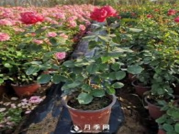 在家種盆微型月季，閑暇時(shí)一邊賞花一邊聞香，豈不美哉