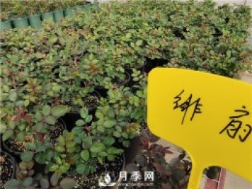 初春花卉“施肥”時(shí)機正好，要注意幾點(diǎn)