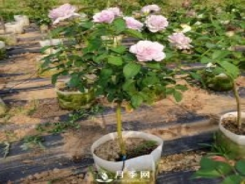 如何種植月季花苗的方法，有需要的朋友千萬(wàn)不可錯過(guò)哦