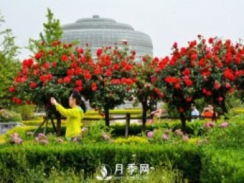 月季花苞到開(kāi)花要多久？你知道什么因素決定的嗎