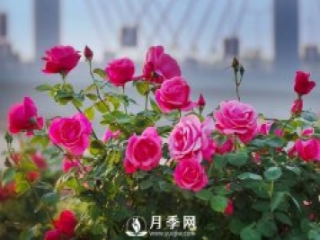 月季，竟有這般豐富的綠化應用造景