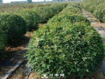 春天來(lái)了，采購造型月季花球的好時(shí)機