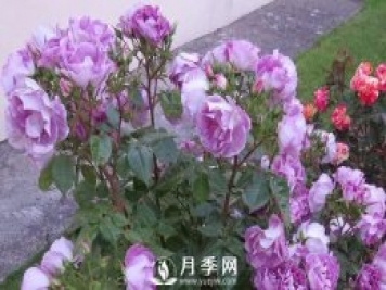 網(wǎng)紅花藍色妖姬和藍玫瑰一樣嗎？ 你更喜歡哪一個(gè)呢？