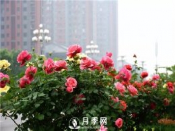 樹(shù)狀月季、豐花一、地被月季：園路景觀(guān)“多變手”