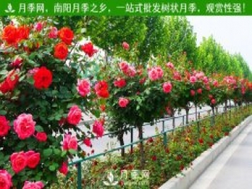 多個(gè)城市會(huì )不會(huì )因為月季花綠化火爆網(wǎng)絡(luò )