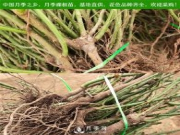 月季裸根苗，小高桿月季和3公分月季樹(shù)發(fā)往陜西