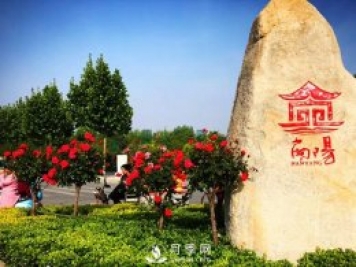 香飄神州，南陽(yáng)月季努力實(shí)現月季產(chǎn)業(yè)轉型升級