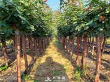 月季網(wǎng)為山西綠化工程供應樹(shù)狀月季