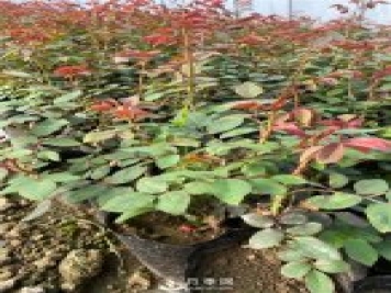 南陽(yáng)石橋2021年營(yíng)養缽月季苗上市，工程采購正當時(shí)