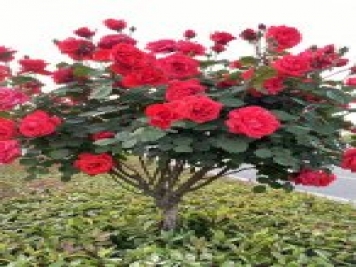 2021年3月，南陽(yáng)3-5公分樹(shù)狀月季上車(chē)批發(fā)價(jià)格