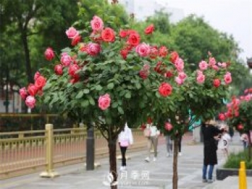 美麗鄉村建設，種什么花卉苗木比較好？已選月季