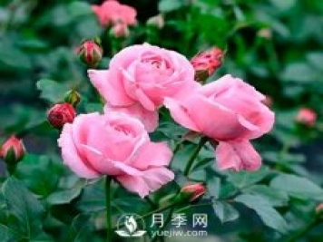 讀書(shū)：那顆起死回生的月季花啊