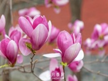 讀書(shū)散文：玉蘭花開(kāi)