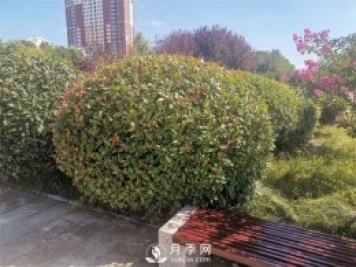 南陽(yáng)紅葉石楠怎樣修剪成球？