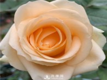 蜜桃雪山月季，杏黃色切花月季，溫柔有你