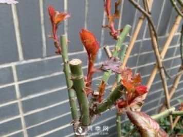 春節的月季芽芽怎么養護呢？