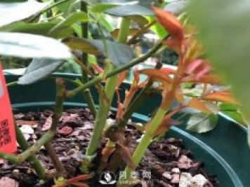 三月月季花正確的打頂方法，漂亮株型