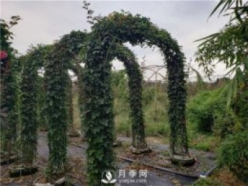 大氣漂亮的月季拱門(mén)該如何制作？