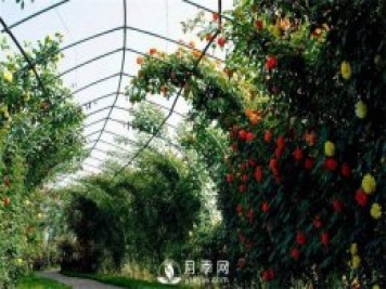 月季(紅蜘蛛、白粉病、黑斑病)防治及施肥技巧