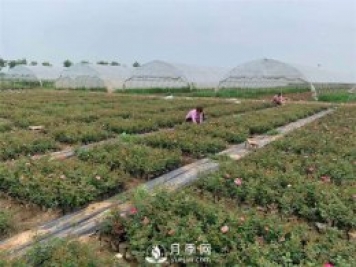 發(fā)酵有機肥不徹底對月季的危害你知道嗎？