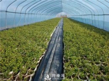 月季該如何緩苗你知道嗎？(花友的經(jīng)驗總結)