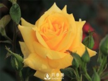 歐月和南陽(yáng)月季花的區別是什么？