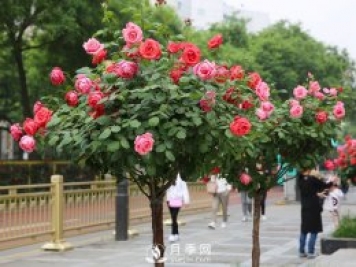 月季網(wǎng)：樹(shù)狀月季四季管理養護技巧