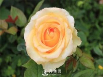 大花月季種植水肥如何管理？