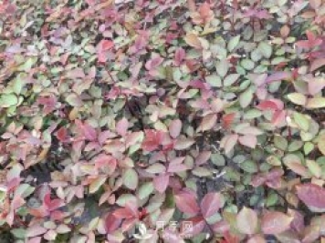 大花月季扦插技術(shù)要點(diǎn)是什么？