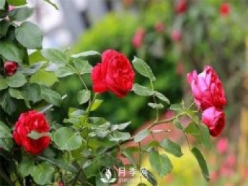 微月和藤本和灌木月季的區別，超容易分辨！