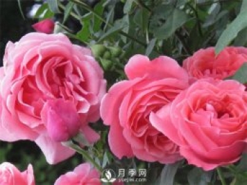 光照對于月季花卉植物生長(cháng)的影響