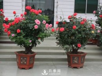 樹(shù)樁盆景的制作方法，樹(shù)樁盆景月季制作教程