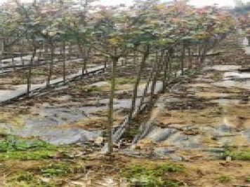 南陽(yáng)小青桿月季批發(fā)，品種豐富花色多