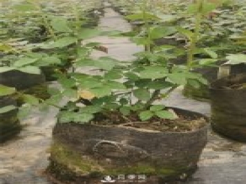 大花豐花大號營(yíng)養缽月季苗批發(fā)