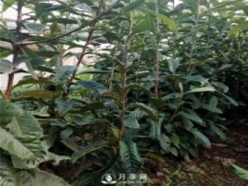 桃樹(shù)苗