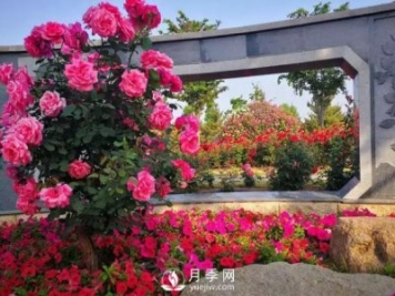 壽光中華月季園：三月春風(fēng)暖 月季養護忙
