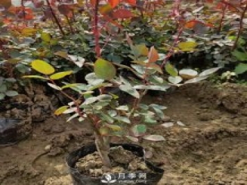 大花盆栽月季批發(fā)，粉扇.緋扇.口紅.金鳳凰