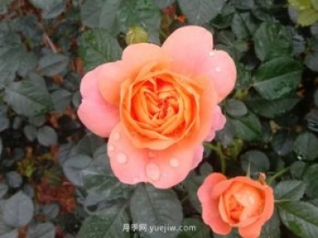十款花期最長(cháng)的微型月季品種，適合陽(yáng)臺種植