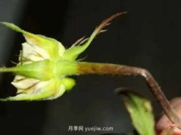 月季嫩枝花苞變彎，可能是莖蜂蟲(chóng)害來(lái)了