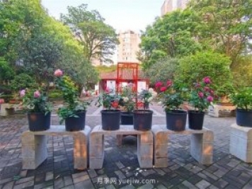 福州茶亭公園月季花開(kāi)，芬芳美爆！