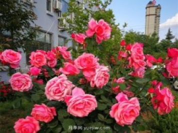 濟南月季景觀(guān)當屬唐冶街道月季樹(shù)