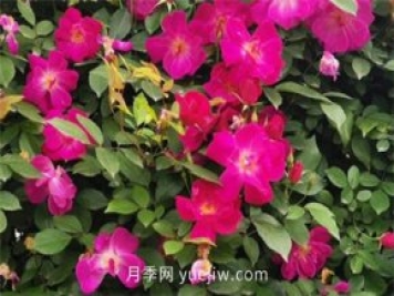 荊州開(kāi)發(fā)區西干渠的藤本月季開(kāi)花啦，千米月季花墻來(lái)打卡