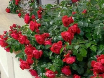 12個(gè)藤本月季品種推薦，造型適合月季花柱和拱門(mén)