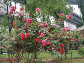 成都“高顏值”月季花開(kāi)正艷，50多個(gè)品種美爆街頭