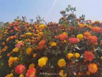 南陽(yáng)第十二屆月季花會(huì )線(xiàn)上線(xiàn)下同步舉行