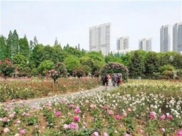 武漢市第十三屆月季展，青山和平公園等你來(lái)打卡