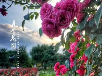 中國月季園千畝月季花開(kāi)，南陽(yáng)月季人間仙境打卡圣地